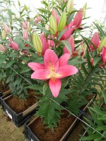 [5310 Tarrango No02.JPG]